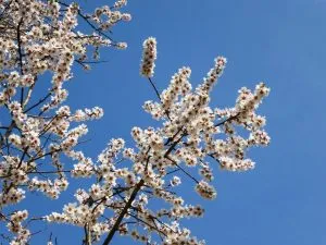 Blühender Apfelbaum im Frühlingstal am Kalterer See, perfekt für einen Osterurlaub.