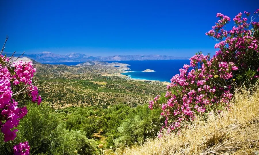 Blühendes Kreta im Mai: Panoramablick auf die griechische Insel mit rosa Blüten und azurblauem Meer, ideal für Frühlingsreisen