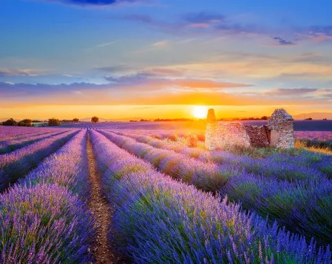 Blühendes Lavendelfeld in Frankreich, ein Sinnbild für entspannte Themenreisen auf Flüssen.