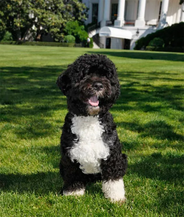 Bo, der Portugiesische Wasserhund und Familienhund von Präsident Obama, auf dem Südrasen des Weißen Hauses