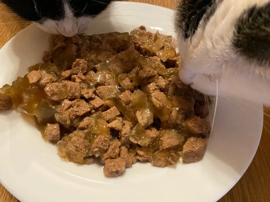 Bozita Hühnchen Katzenfutter Konsistenz: Nahaufnahme des Gelees mit Fleischstücken.