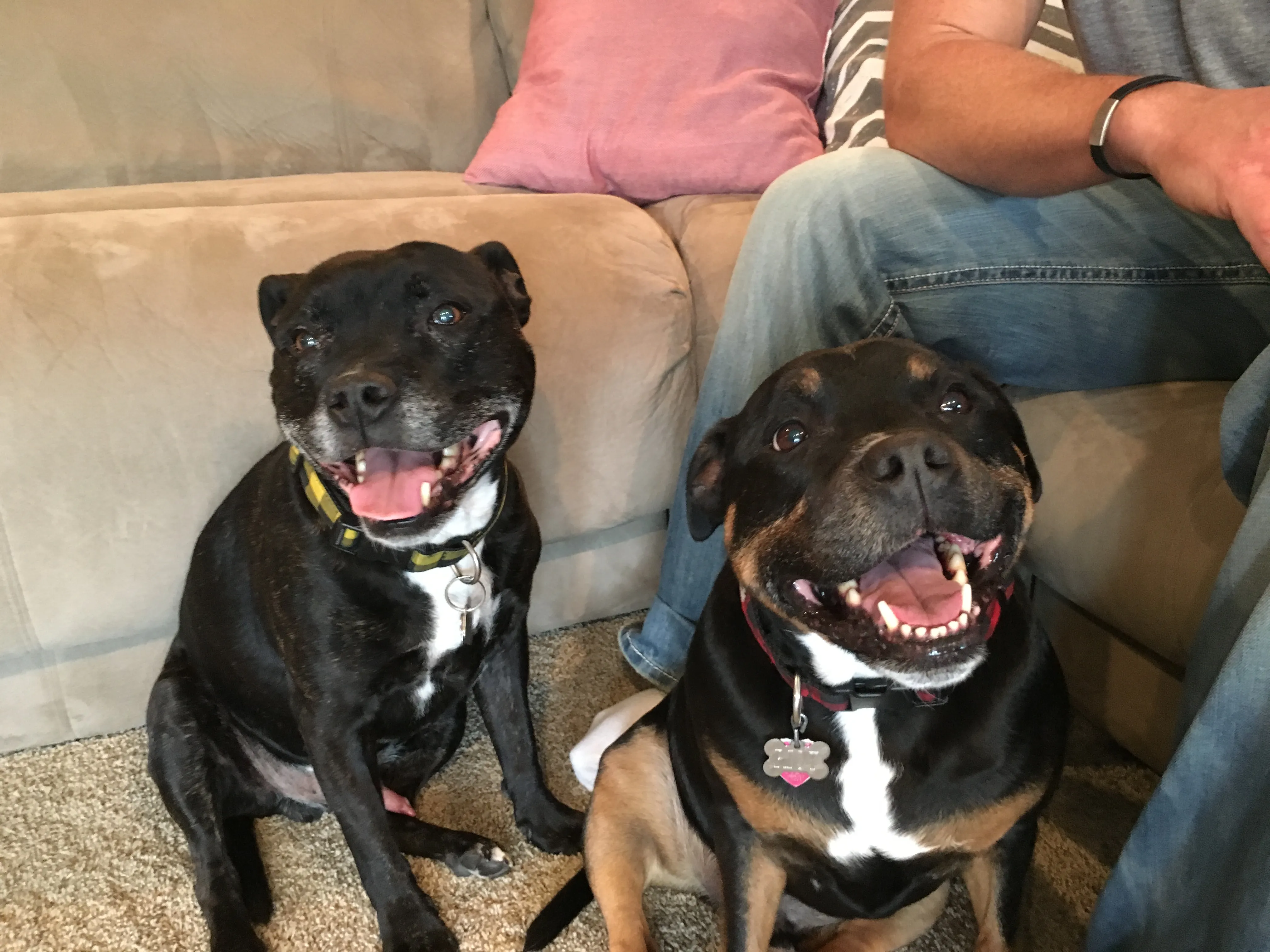 Brick und Riot, zwei Staffordshire Bullterrier