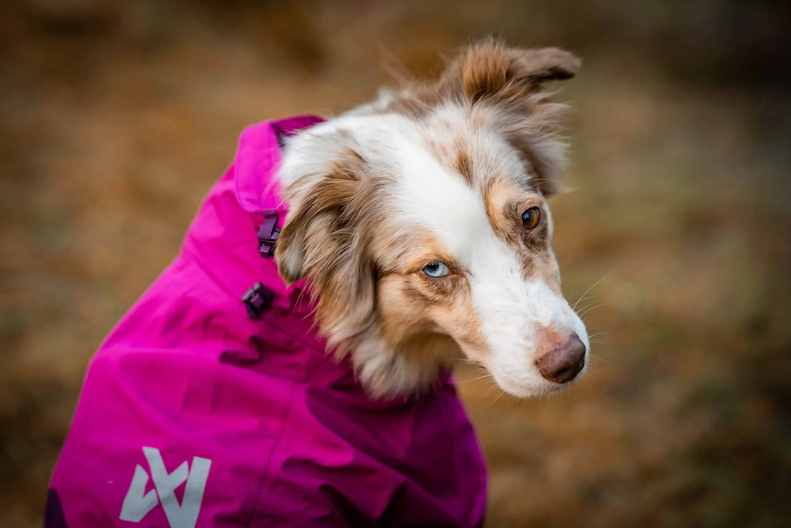 Brustbereich des Non-stop dogwear Fjord Raincoat mit Drainageöffnungen
