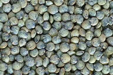 Bunte Linsen wie rote, braune und grüne Linsen in Schalen, die ihre gesundheitlichen Vorteile zeigen