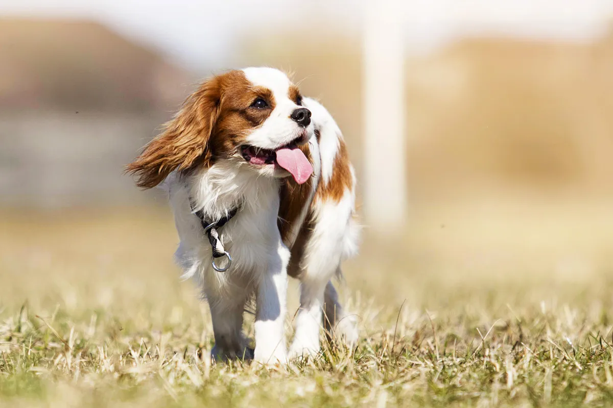 Cavalier King Charles Spaniel als kleiner Familienhund