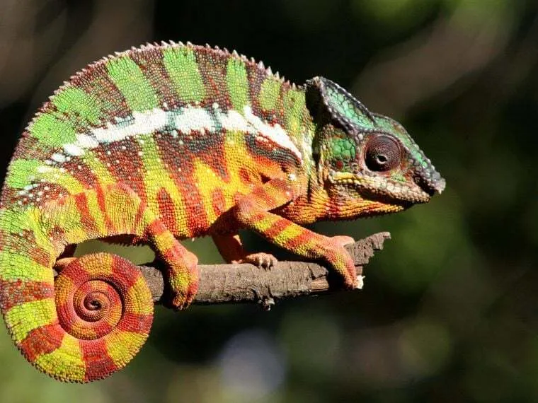 Chamäleon auf einem Ast