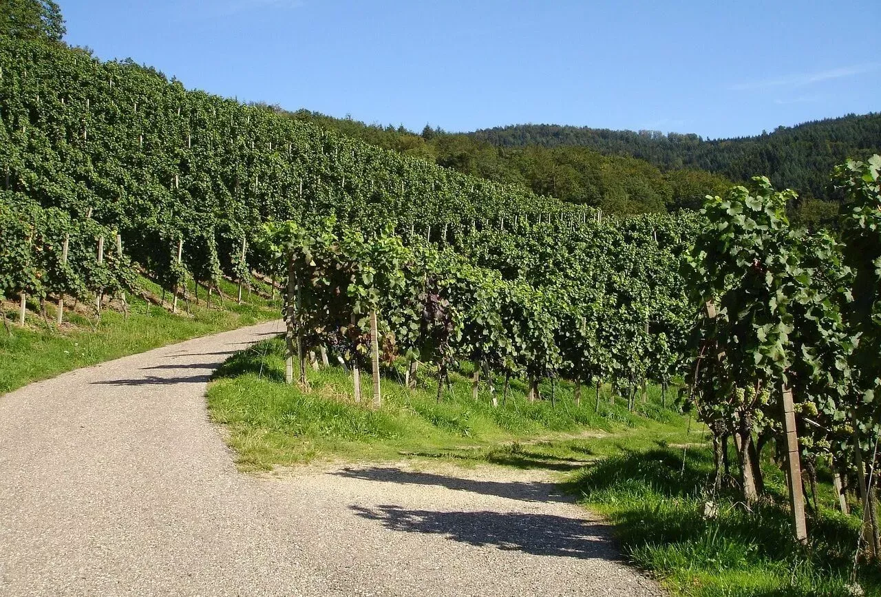 Charmante Weinberge entlang der Deutschen Weinstraße in Rheinland-Pfalz mit Blick auf ein Weingut.