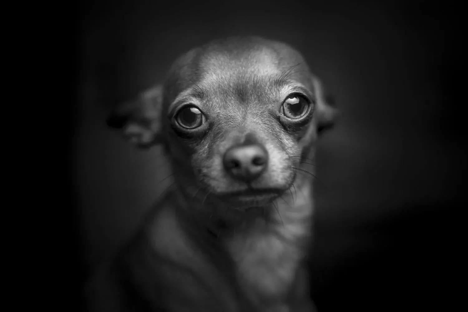 Chihuahua aus dem Tierschutz, ein Notfall Chihuahua