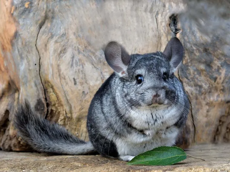 Chinchilla