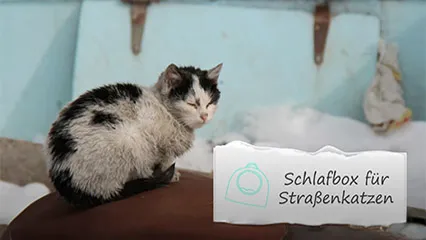 Cover eines Videos, das eine DIY-Anleitung zum Bau einer Schlafbox für Streunerkatzen zeigt