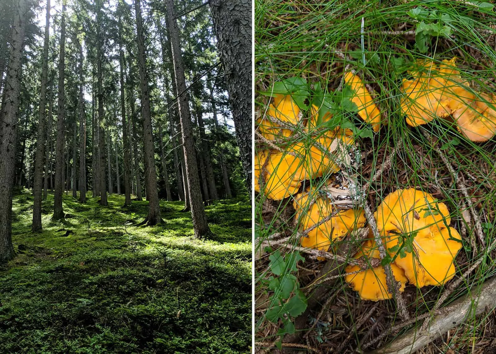 Cremige Polenta mit frischen Waldpilzen, ein klassisches Polenta Rezept Italienisch