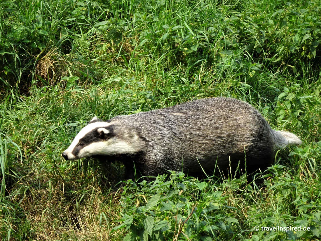 Dachs im Otterzentrum Hankensbüttel, Ausflug Tierfans Niedersachsen