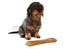 Dackel mit knochen