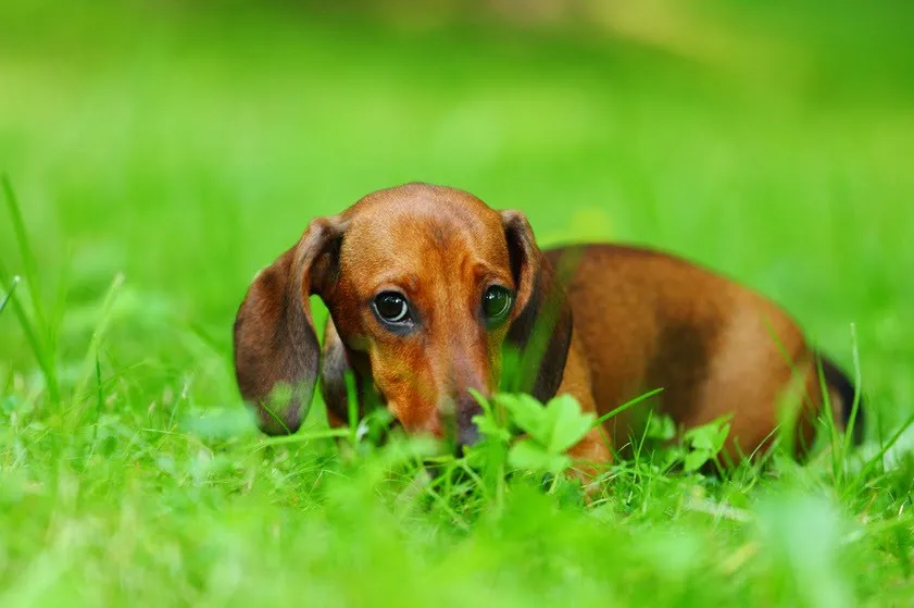 Dackel schaut treu in die Kamera