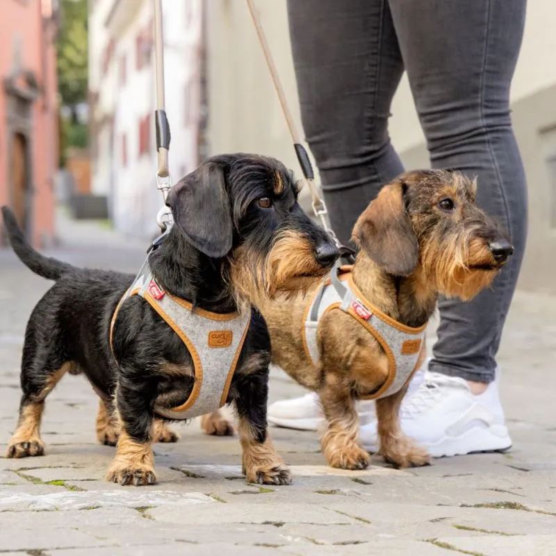 Dackel trägt Curli Clasp Alpine Grey Westengeschirr für besten Komfort