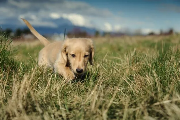 Dackelwelpen kuscheln miteinander