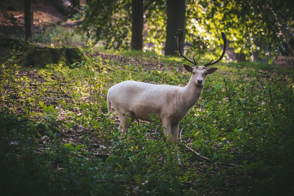 Damhirsche ruhen sich in einem Waldstück des Dyrehaven aus, während die Sonne durch die Bäume scheint