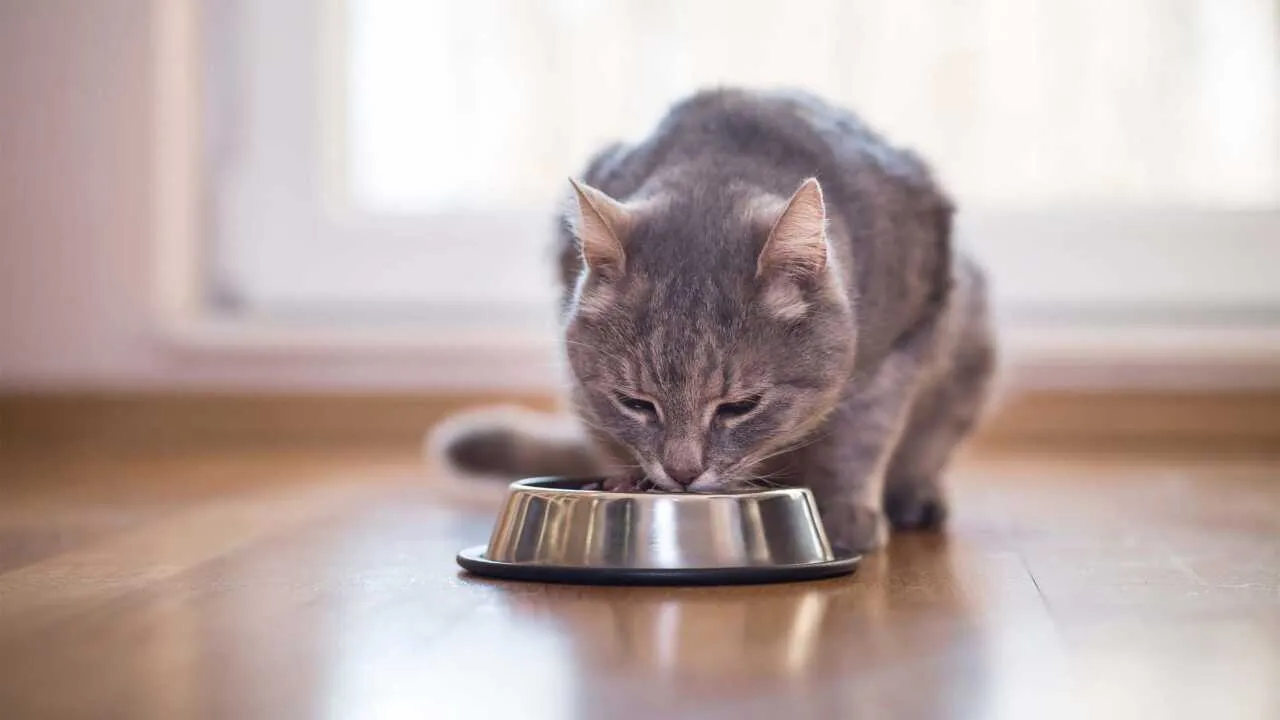 Das beste Katzenfutter