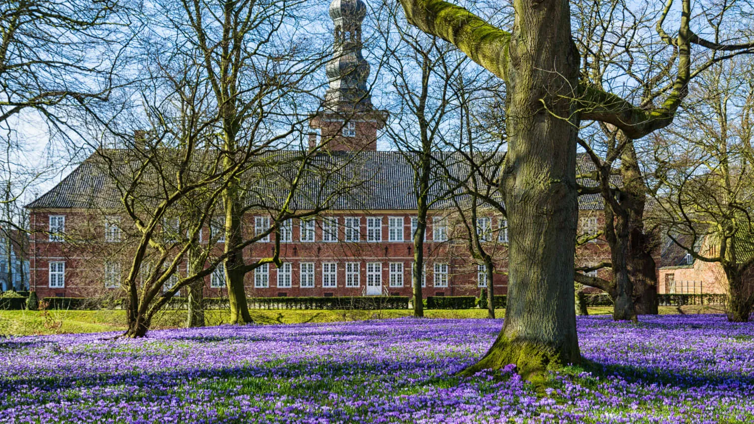 Das historische Schloss Husum, umgeben von einem weitläufigen, lila Krokusteppich im Frühling, ein malerischer Anblick in Nordfriesland.