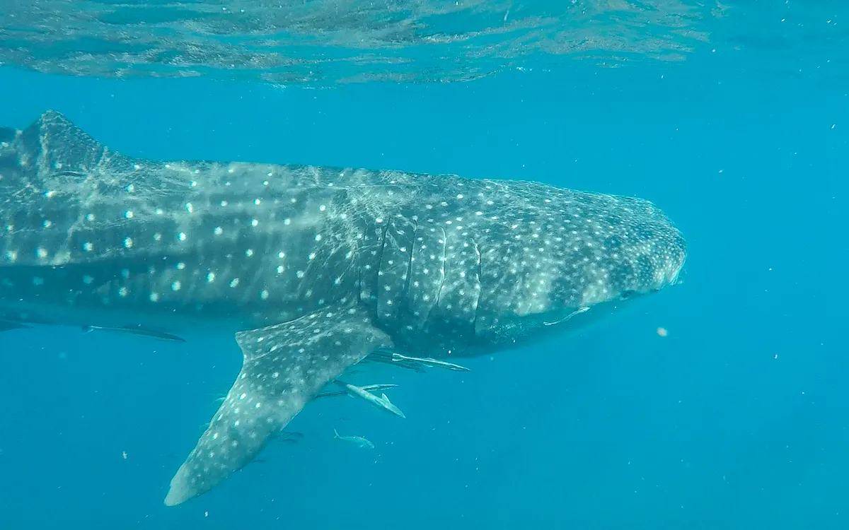 Das unvergessliche Erlebnis, mit Walhaien am Ningaloo Reef in Westaustralien zu schwimmen, ein Höhepunkt für Mai-Reisende.