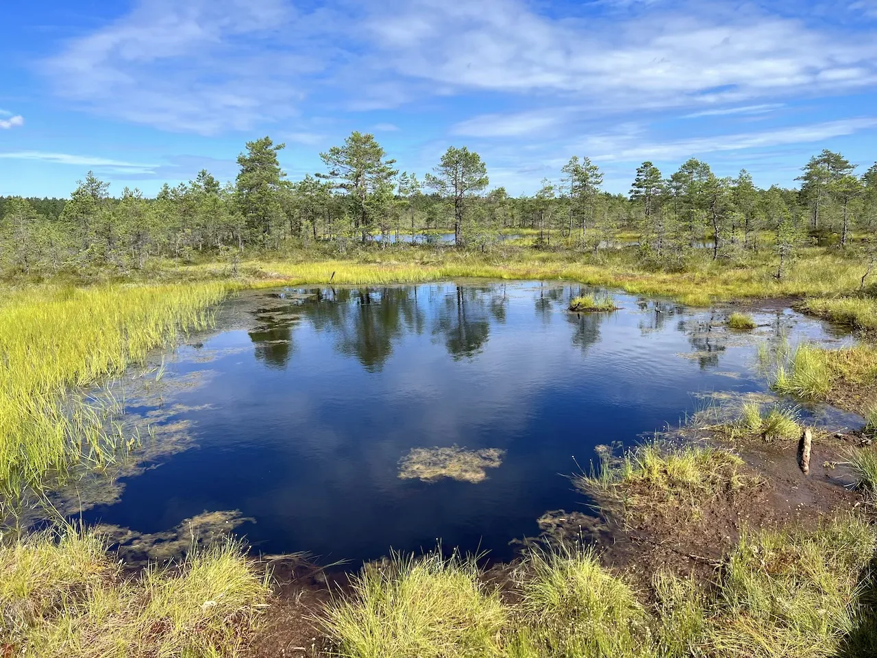 Das Viru-Hochmoor im Lahemaa Nationalpark ist durch einen Holzbohlenpfad erschlossen.