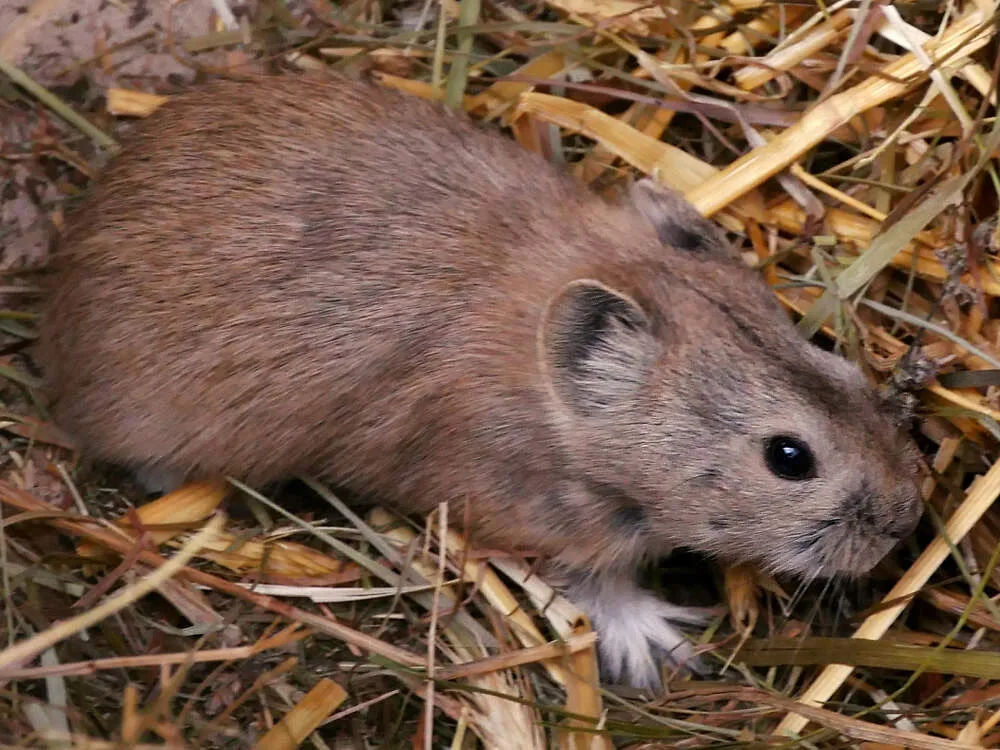 Daurischer Pfeifhase im Tierpark Berlin