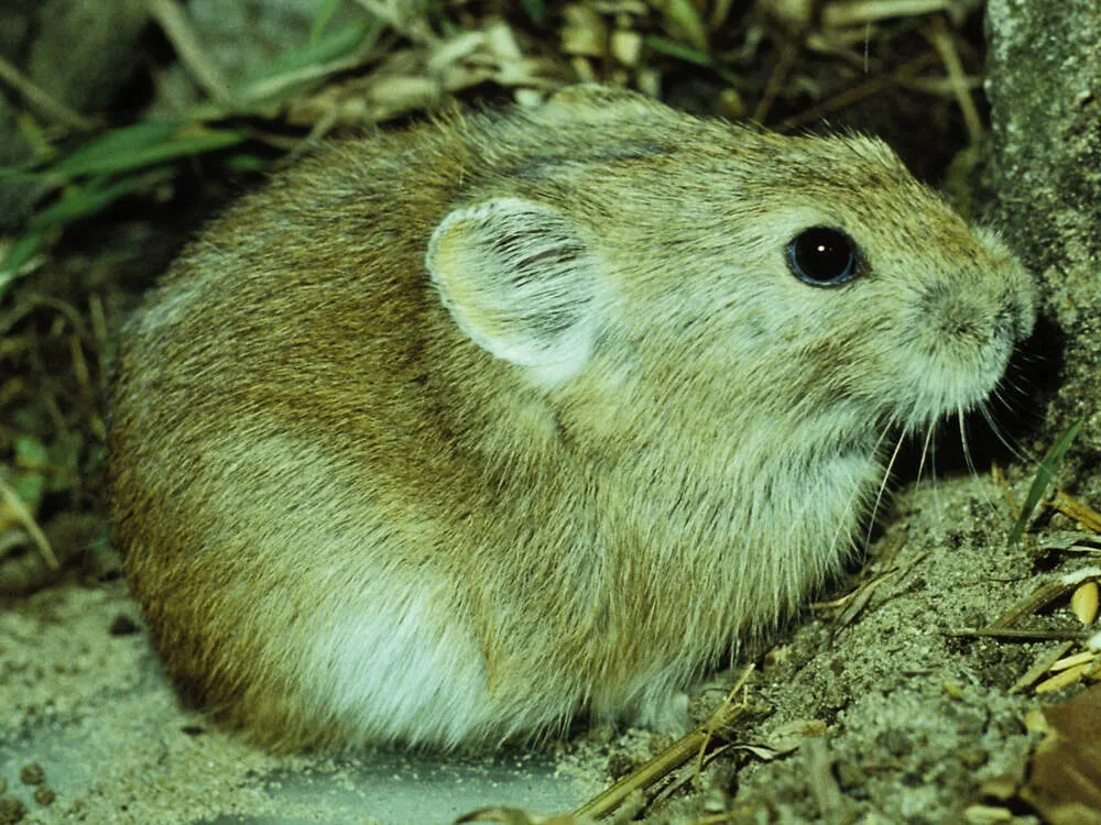 Daurischer Pfeifhase