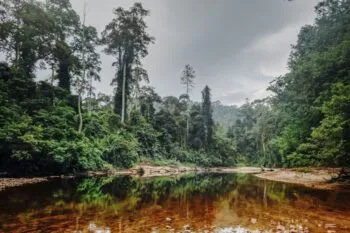 Der dichte Regenwald im Taman Negara Nationalpark in Malaysia
