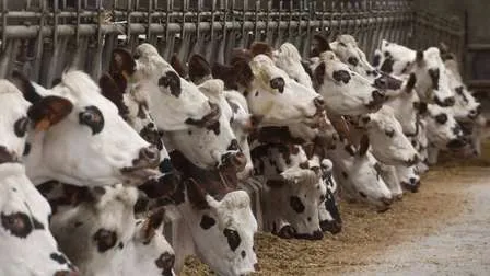 Der Energieverbrauch für die Produktion von einem Kilo Fleisch ist viel höher als der für ein Kilo pflanzliche Nahrung.