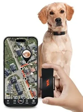 Der PAJ Pet Finder 4G Hundetracker, robust und kompakt