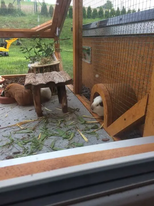 Detailansicht des Zugangs von der Schutzhütte zum Außengehege