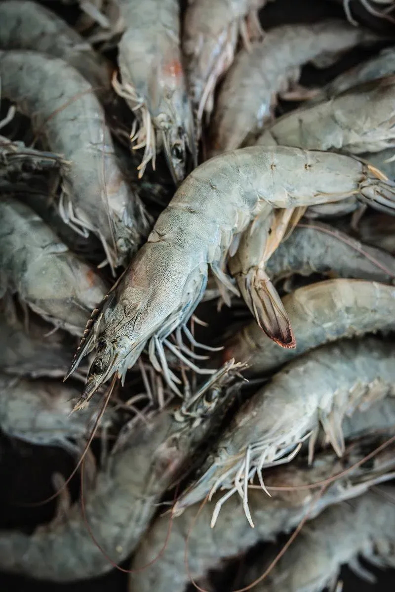 Detailaufnahme einer Asia Reisnudel-Bowl mit Dressing, Koriander und Erdnüssen, ein leichtes asiatisches Gericht