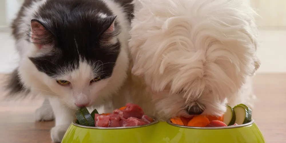 Detailaufnahme eines Npafs mit Katzenfutter, um die Textur und die Inhaltsstoffe hervorzuheben.