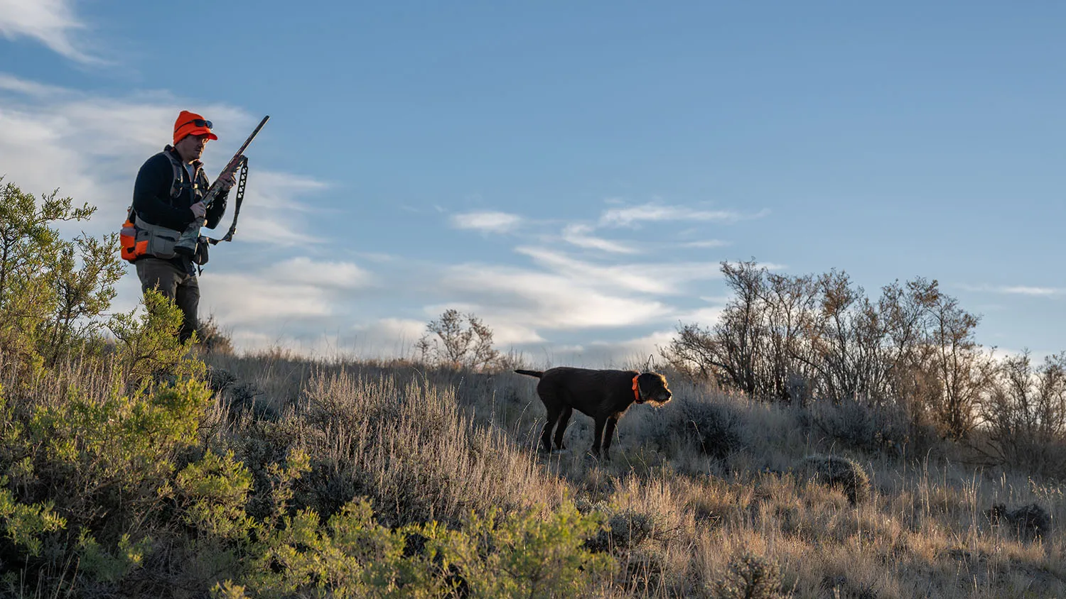 Deutscher Kurzhaar beim Apportieren
