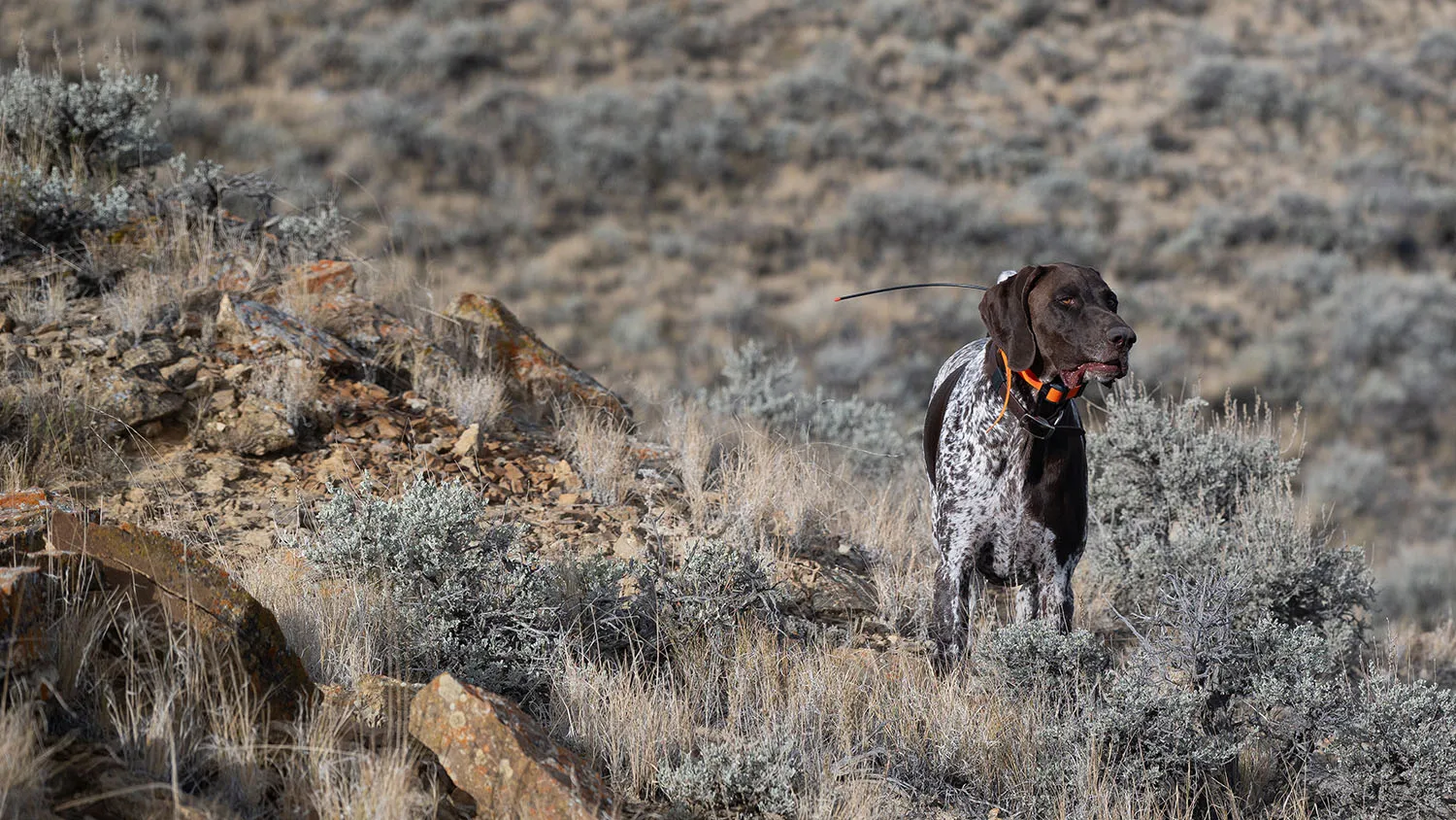 Deutscher Kurzhaar Henry im Gelände