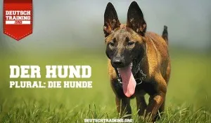 Deutscher Schäferhund auf einer Wiese, ein treuer Begleiter
