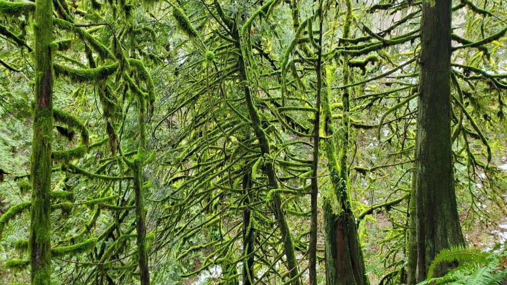 Dichte Moosteppiche in einem deutschen Wald, ein wahres "lexw"-Erlebnis