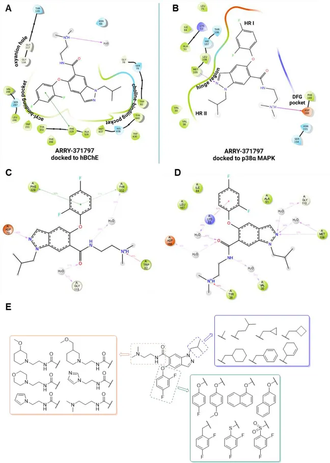 Die am häufigsten vorkommenden Docking-Posen und Modifikationen von ARRY-371797