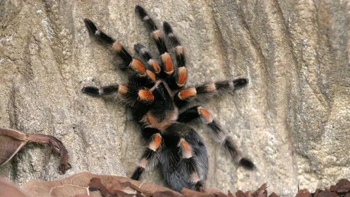 Die faszinierende Mexikanische Rotknie-Vogelspinne, eine beliebte Spinne als Haustier für Anfänger.