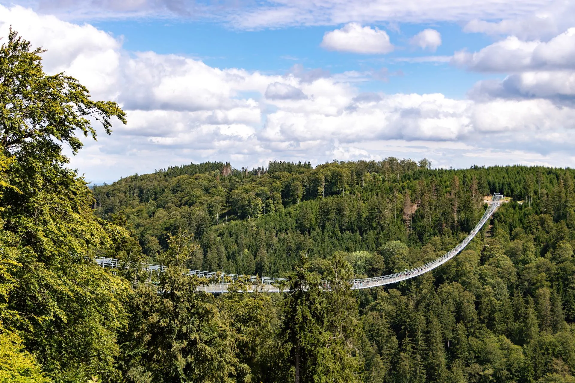 Die Hängebrücke Skywalk im Sauerland bei Willingen. Darunter Bäume.