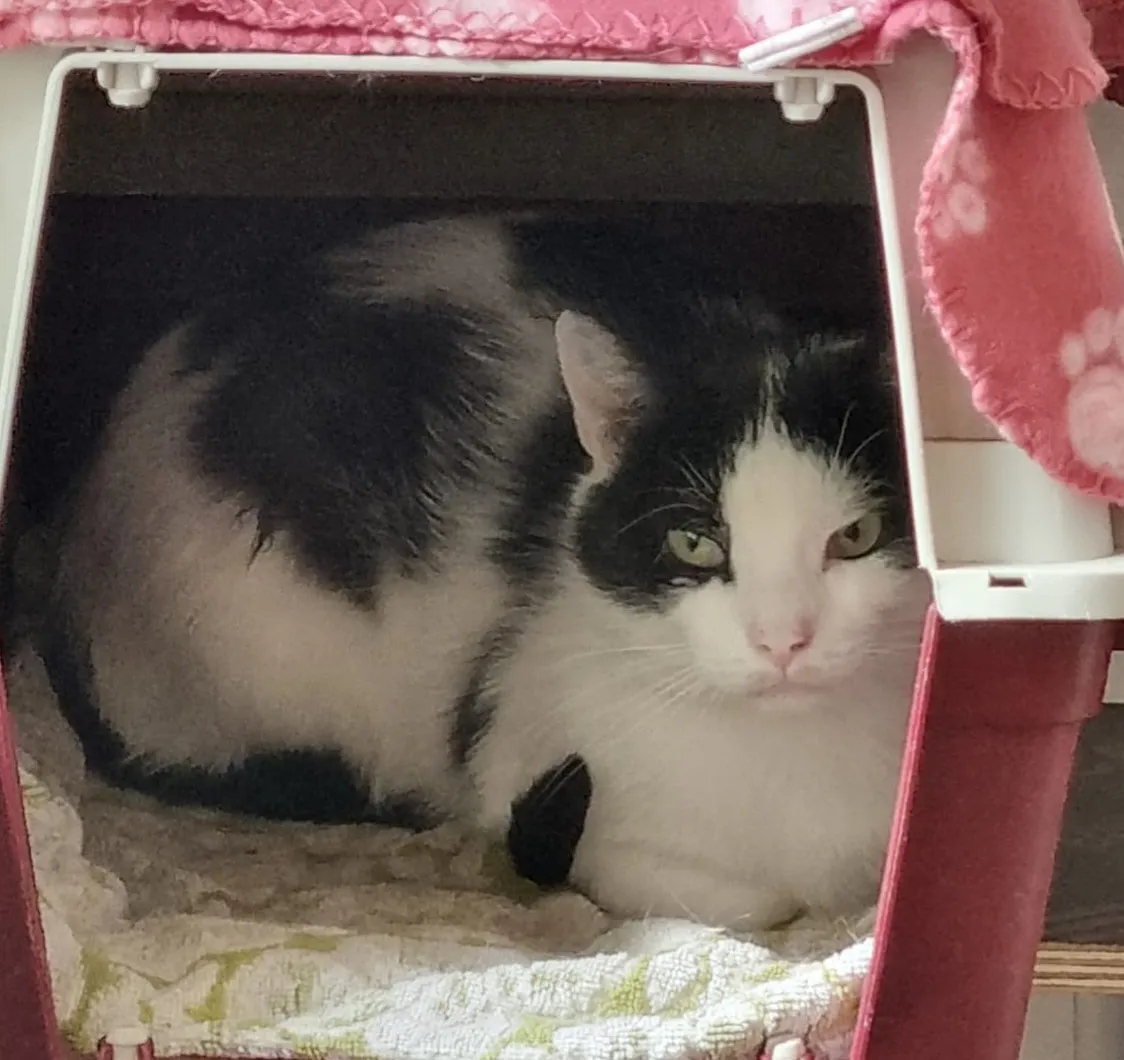 Die Katze Artus-Charles, eine EKH, im Tierheim Rüdersdorf, scheu aber neugierig, sucht Adoption.