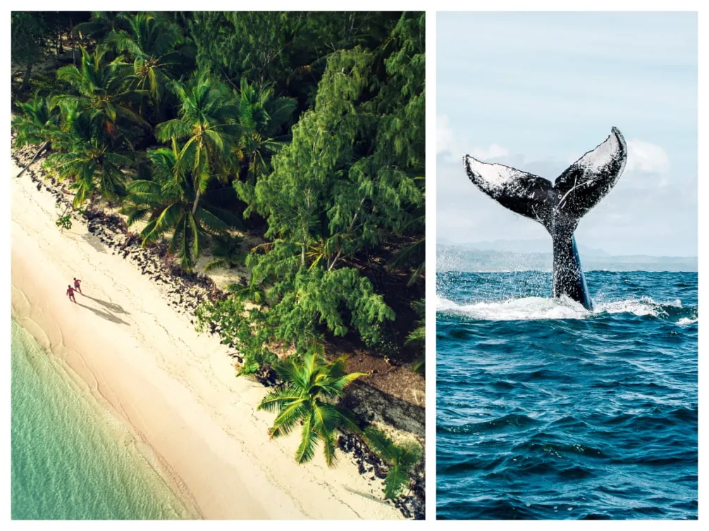 Die malerische Küste von Punta Cana und ein majestätischer Buckelwal in der Bucht von Samaná