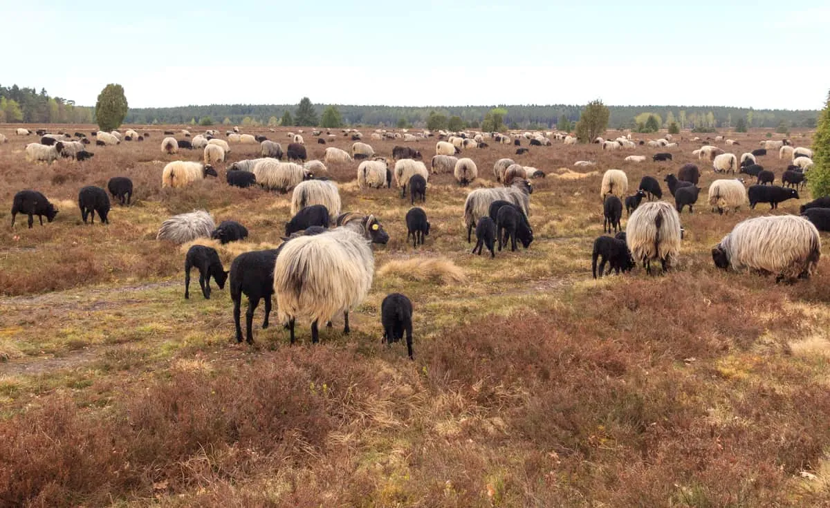 Die malerische Lüneburger Heide in Norddeutschland, Heimat der Heidesand-Kekse