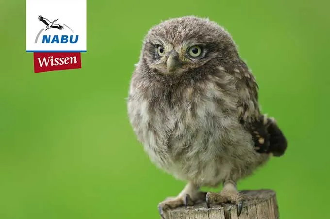 Die NABU-Lernplattform - Foto: Winfried Rusch - stock.adobe.com
