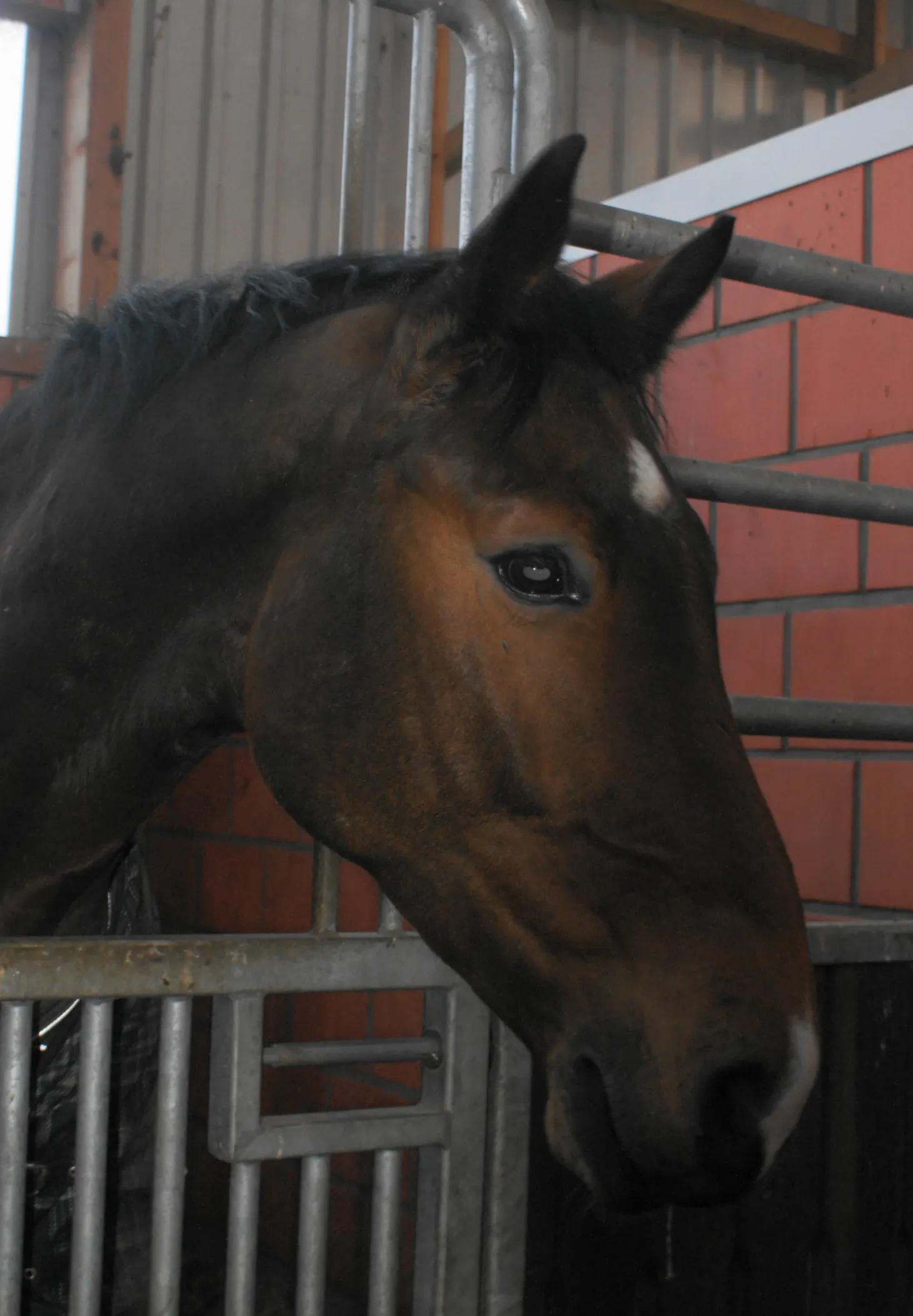 Die Schäferei Rolfs bietet die Möglichkeit für unvergessliche Reitferien für Groß und Klein.