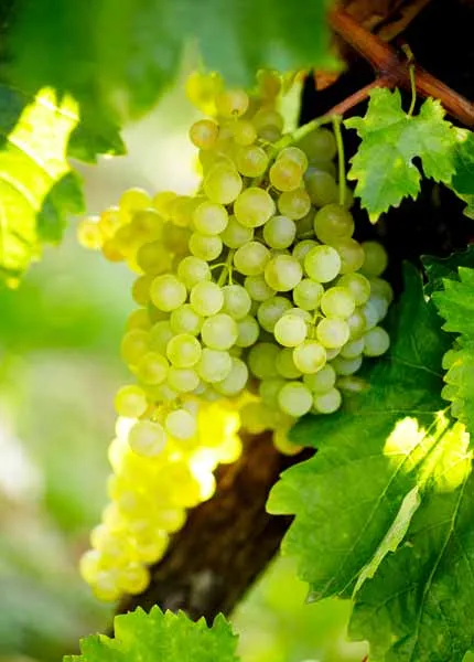 Die sorgfältige Auswahl weißer Trauben ist entscheidend für die Herstellung von Kognak