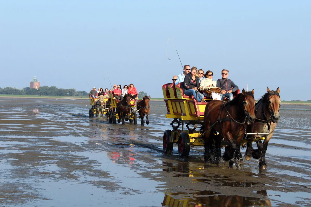 Die Wattwagen bringen die Besucher zurück ans Festland