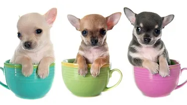 Drei entzückende Teacup-Hunde-Welpen in einer Teetasse, die die unethische Zuchtpraxis der Miniaturisierung verdeutlichen.