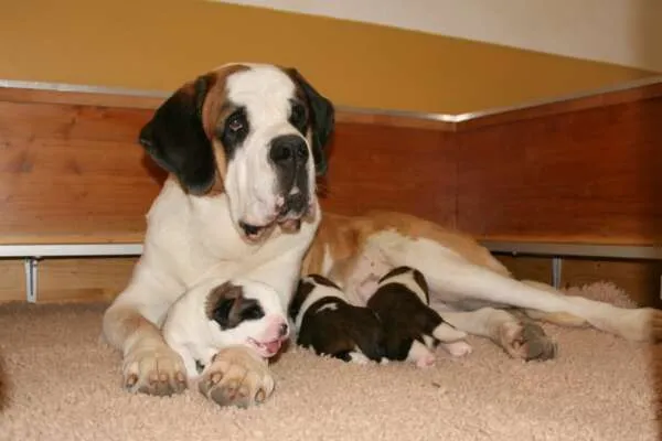 Drei flaumige Bernhardiner Welpen liegen nebeneinander auf einer weichen Oberfläche.