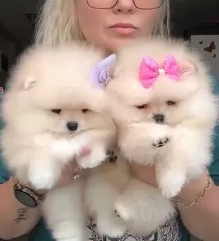 Drei flauschige Pomeranian-Welpen liegen eng beieinander.